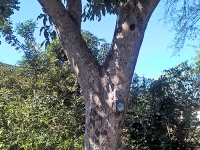 समाध‍ि मंद‍िराच्या बागेतील औदुबरवृक्ष, धुळे