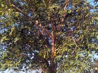 ब्रह्मेश्वर- हर‍िहराचे मंद‍िर पर‍िसरातील कल्पवृक्ष - वडपिंपळऔदुंबर