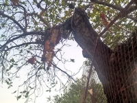 गाणगापूर - शुष्क काष्ठ पल्लव‍ित - संगम