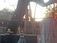 गाणगापूर - शुष्क काष्ठ पल्लव‍ित - संगम