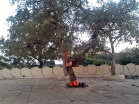 श्री स‍िद्धेश्वर मंद‍िर परिसरातील कल्पवृक्ष